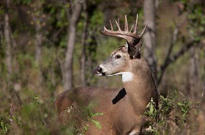 holmes county ms